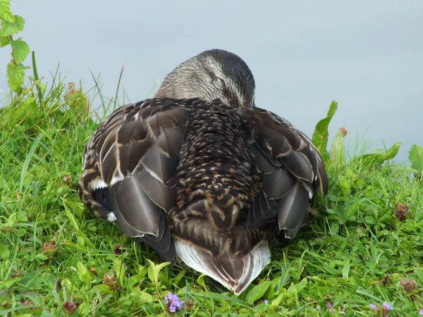 Uccello Sulle Rive Lago — Foto de Stock