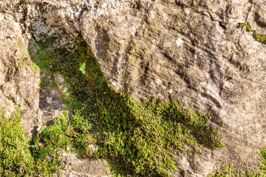 Eski taş duvar tarafından yosun kaplı
