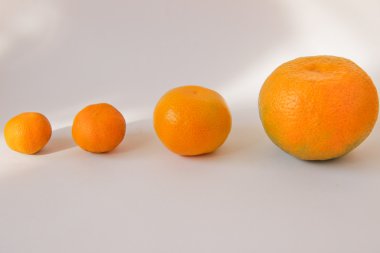 Sonbaharda güneş mandalina.