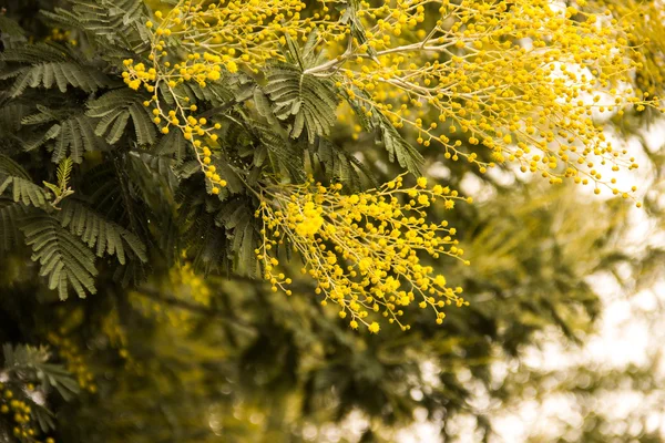 Flores de árboles de Mimosa — Foto de Stock
