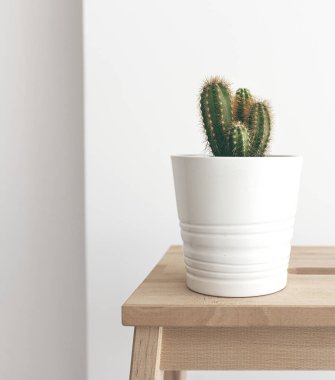 Ahşap arka planda beyaz vazoda kaktüs..