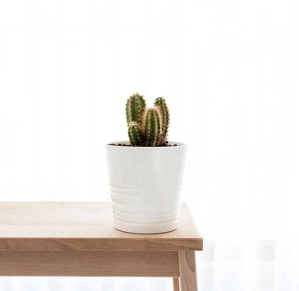 Ahşap arka planda beyaz vazoda kaktüs..