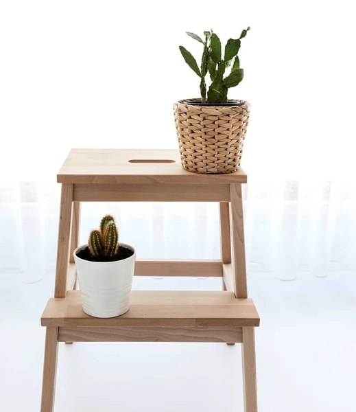 Ahşap arka planda beyaz vazoda kaktüs..