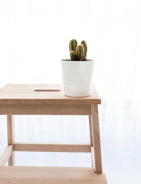 Ahşap arka planda beyaz vazoda kaktüs..