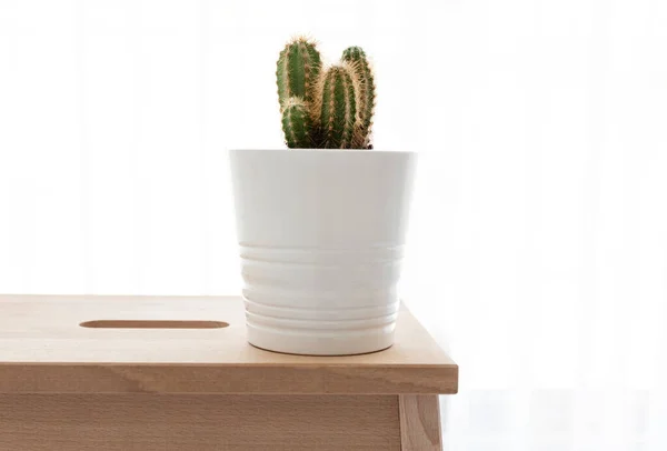 Ahşap arka planda beyaz vazoda kaktüs..