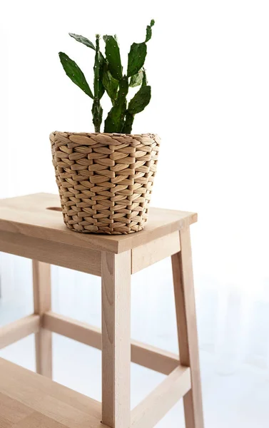 Ahşap arka planda beyaz vazoda kaktüs..