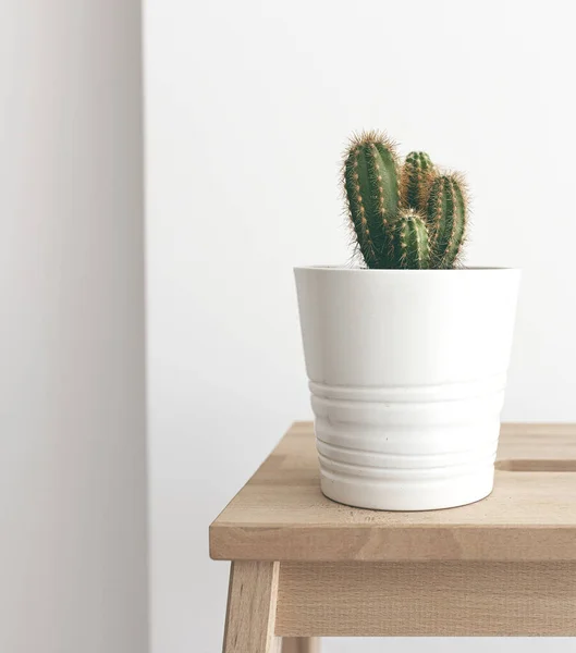 Ahşap arka planda beyaz vazoda kaktüs..