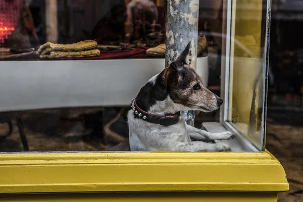 Маленькая собака смотрит в окно — стоковое фото