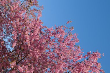 Sakura ağacı. Chiangmai Tayland vahşi Himalaya kiraz prunus cer