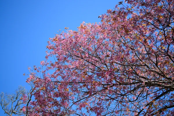 Sakura fát. Chiangmai Thaiföld vad himalájai cseresznyefa prunus cer — Stock Fotó