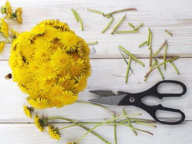 Karahindiba çiçekler bahar otlar ve makas