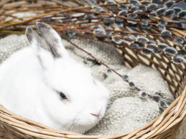 Biały królik i Wielkanoc wierzby w koszyku — Zdjęcie stockowe