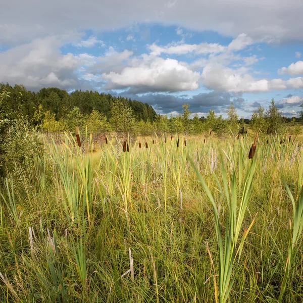 Reed on the swamp — Stock Photo, Image
