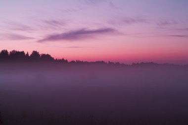Sisli bir ormandaki kırmızı günbatımı
