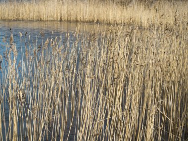 Göl arka plan üzerinde kuru ot