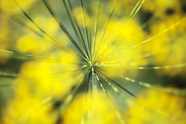 Flores de eneldo en primer plano — Foto de Stock