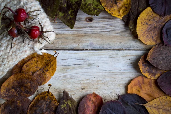 Marco de otoño, hojas, lana y fruta de rosa de perro Imagen de stock