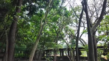 Açık havada, dalları gökyüzüne doğru uzanan yemyeşil ağaçların görüntüsü. Güneş ışığı yaprakların arasından süzülüp huzurlu ve doğal bir manzara yaratır..