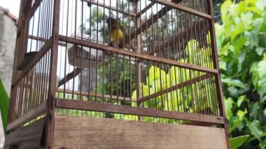 Tahta bir kafesin içinde sarı delikli bir bülbül kuşu görülüyor. Kafes yeşil yapraklarla çevrili. Yakın çekim kuşun detaylarını yakalar..