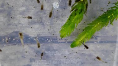 Kurbağa yavruları yeşil bitkilerle berrak sularda yüzerler. Kurbağa gelişiminin ilk aşamalarını gözlemliyorum. Su yaşamına ve doğaya odaklan..