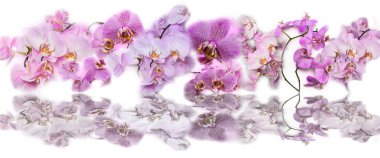 Güzel panoramik kolaj arka planını Phalaenopsis orkide fl