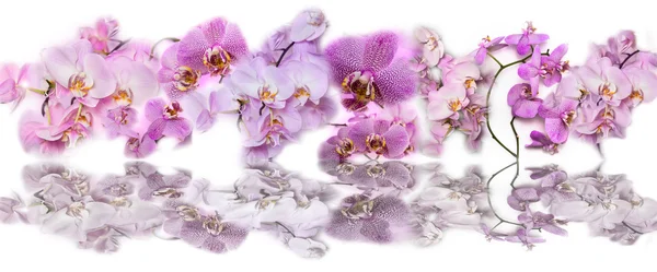 Güzel panoramik kolaj arka planını Phalaenopsis orkide fl