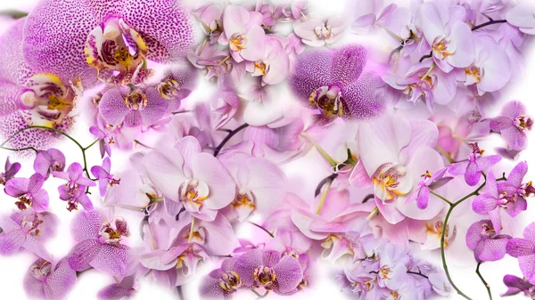 Fundo bonito da colagem de flores do orchid de Phalaenopsis . — Fotografia de Stock