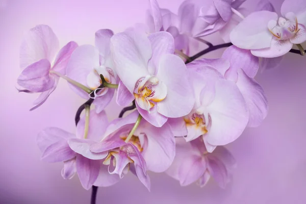 A Phalaenopsis orchidea virágok gyönyörű háttér. — Stock Fotó