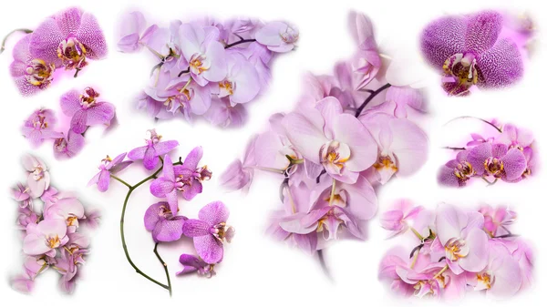 Szép kollázs háttér a Phalaenopsis orchidea virágok. — Stock Fotó