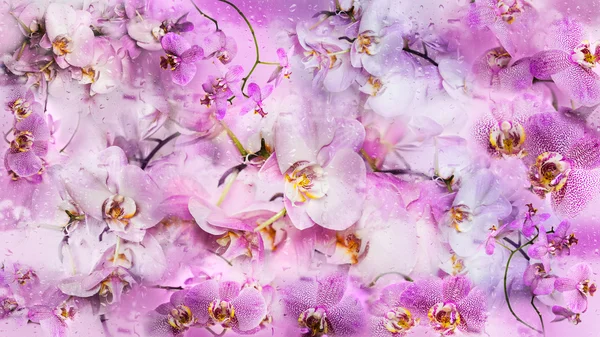 美丽的拼贴背景的蝴蝶兰花花和 免版税图库图片