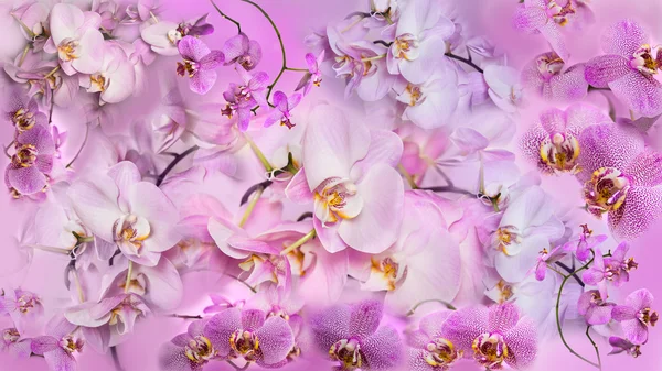 Fondo hermoso collage de flores de la orquídea de Phalaenopsis . Fotos de stock