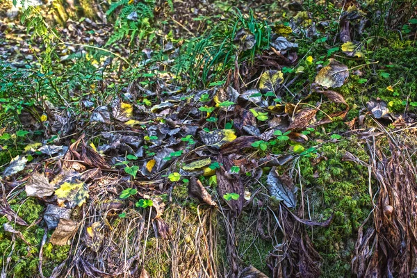 Hermosa composición de hierba, hojas y musgo —  Fotos de Stock