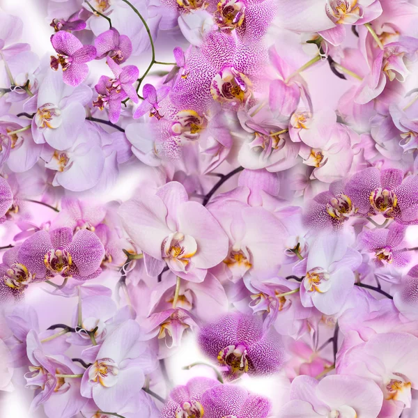 Textura sin costura de flores de orquídea Phalaenopsis . Imagen de stock