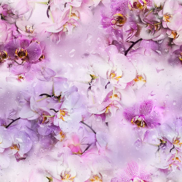 无缝纹理的蝴蝶兰鲜花与水珠扫管笏 免版税图库照片