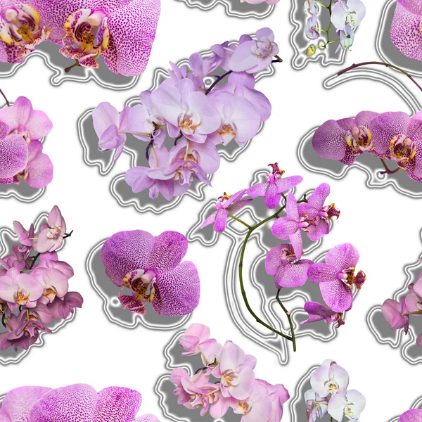 Phalaenopsis orkide çiçek sorunsuz doku