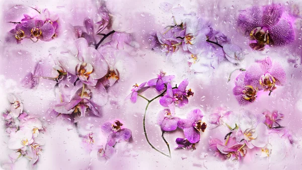 Hermoso collage fondo de Phalaenopsis orquídea flores y Imagen de archivo