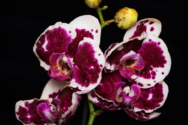 Szép Phalaenopsis orchidea virág, fekete háttér — Stock Fotó