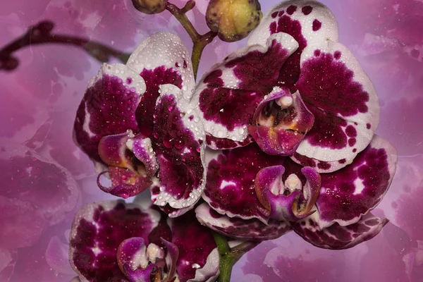 Háttér, gyönyörű Phalaenopsis orchidea virág — Stock Fotó