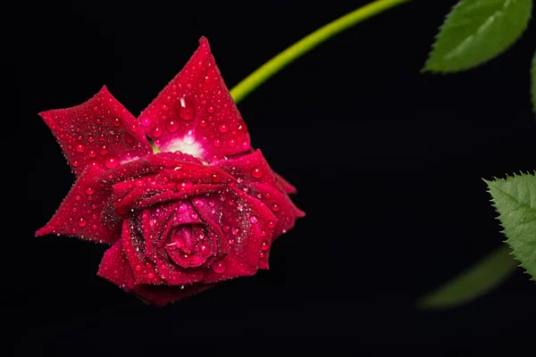 Rose rouge vif avec des gouttes de rosée sur les pétales — Photo