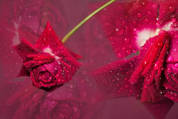 Bakgrund av vackra röda rosor — Stockfoto