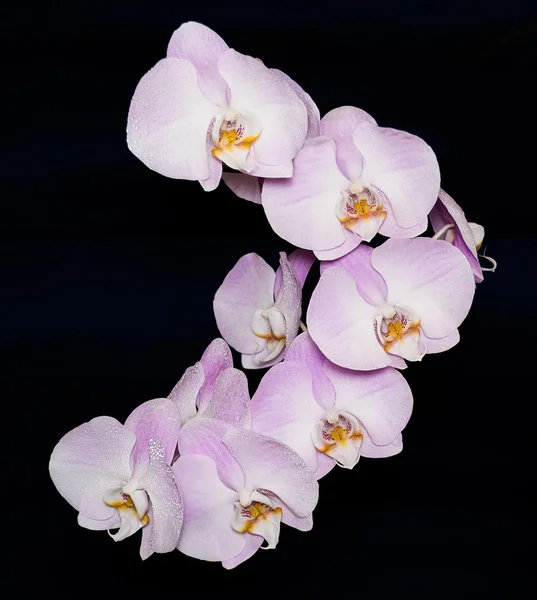 Schöne Phalaenopsis Orchideenblume auf schwarzem Hintergrund — Stockfoto