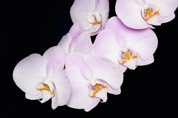 Schöne Phalaenopsis Orchideenblume auf schwarzem Hintergrund — Stockfoto
