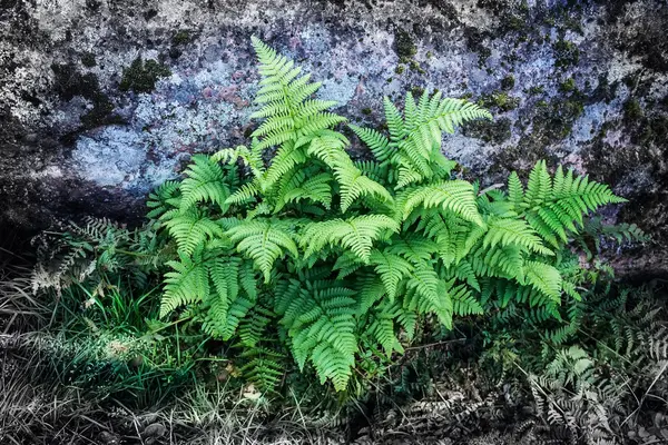 doğal zemin üzerine yeşil eğreltiotu 