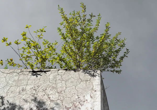 Arbusto verde solitario en la pared de hormigón —  Fotos de Stock