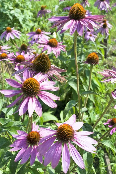 çiçekli Ekinezya tıbbi bitki kullanılan