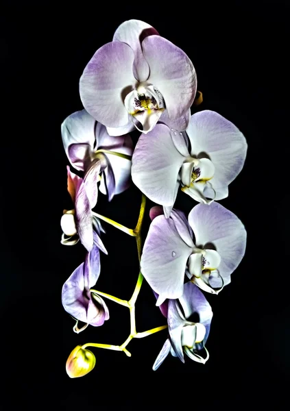 Schönes Traubchen aus hellrosa Phalaenopsis Orchideenblüten — Stockfoto