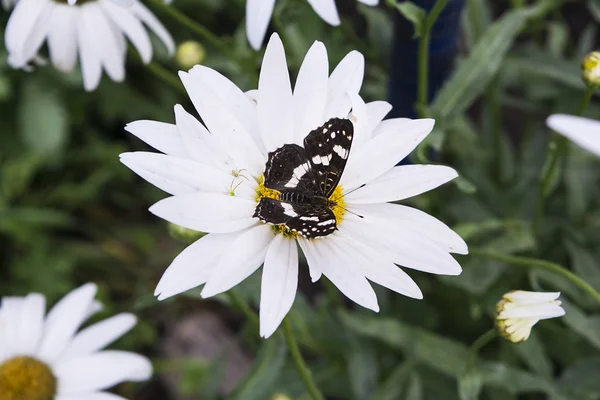 Siyah kelebek üzerinde açık beyaz papatya