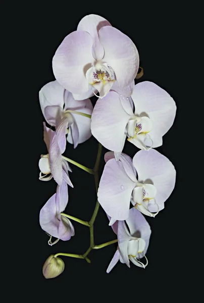 Belo raceme de luz rosa Phalaenopsis flores de orquídea . — Fotografia de Stock