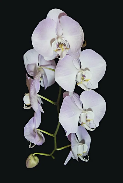 Hafif pembe Phalaenopsis orkide çiçek güzel raceme.