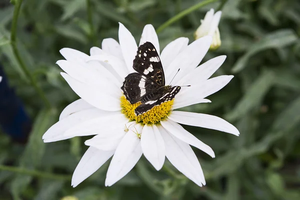 Farfalla nera su camomilla bianca trasparente — Foto Stock